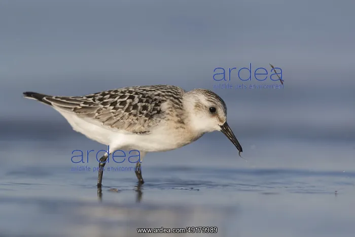 : iblcrr13559541.jpg : iblcrr13559541.jpg