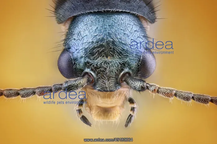 : iblinx05440445.jpg : iblinx05440445.jpg