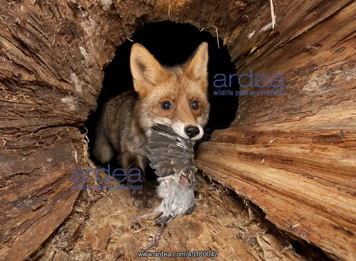 : ibljeh05289687.jpg : ibljeh05289687.jpg