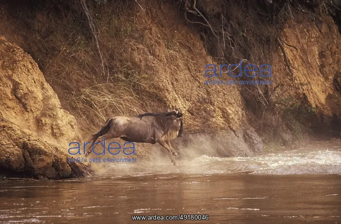 : ibllag05279982.jpg : ibllag05279982.jpg