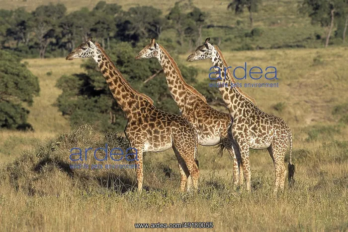 : ibllag05325098.jpg : ibllag05325098.jpg