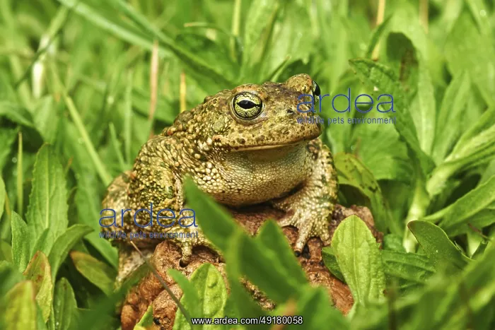 : iblmoa05558491.jpg : iblmoa05558491.jpg