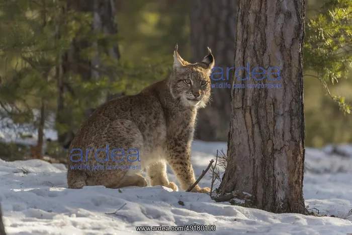 : iblprw12391476.jpg : iblprw12391476.jpg
