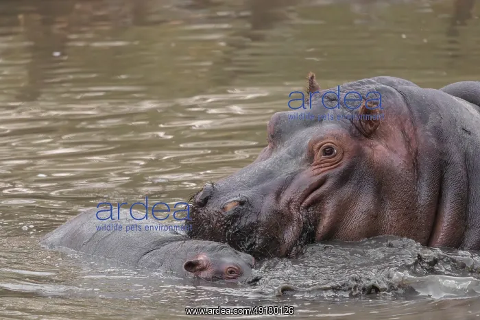 : iblprw12409282.jpg : iblprw12409282.jpg