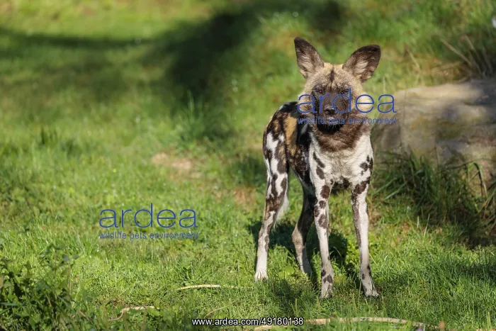 : iblprw12409796.jpg : iblprw12409796.jpg