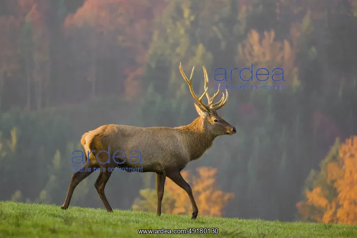: iblprw12490165.jpg : iblprw12490165.jpg