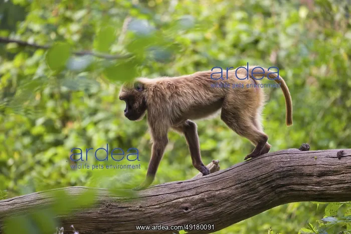 : iblprw12525544.jpg : iblprw12525544.jpg