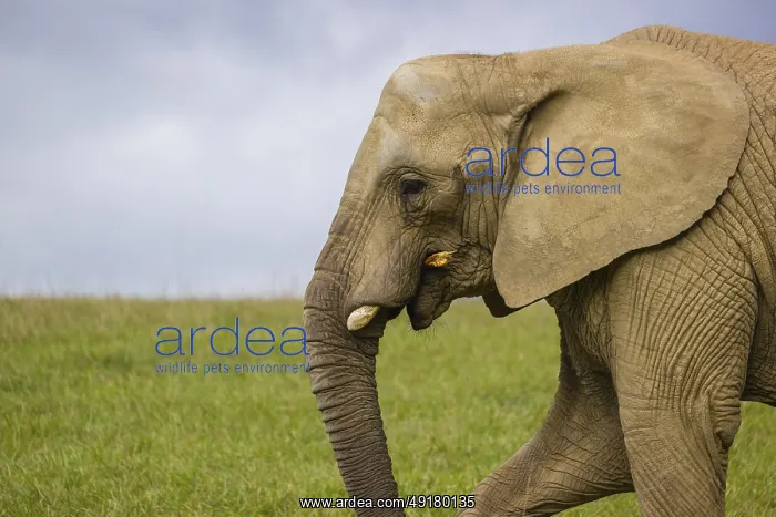 : iblprw12531119.jpg : iblprw12531119.jpg