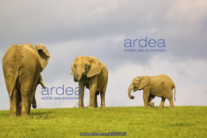 : iblprw12531169.jpg : iblprw12531169.jpg