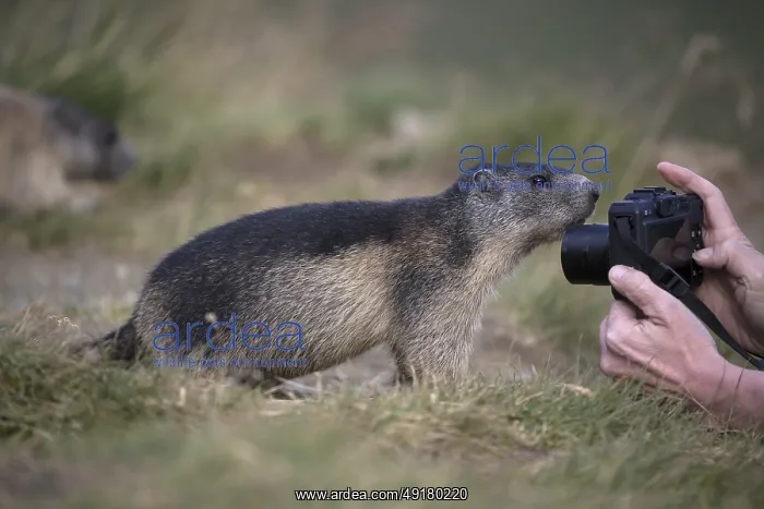 : iblprw12555357.jpg : iblprw12555357.jpg
