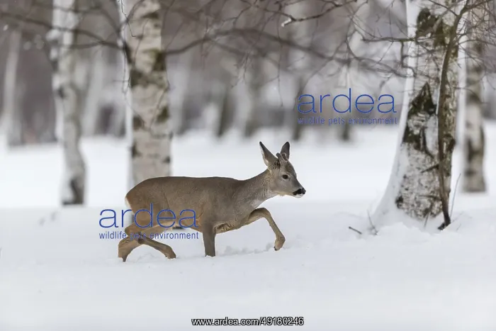 : iblprw12557463.jpg : iblprw12557463.jpg