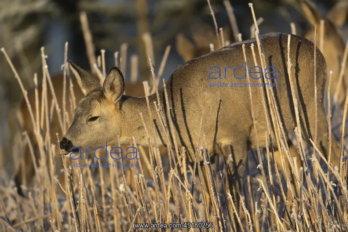 : iblprw12558340.jpg : iblprw12558340.jpg
