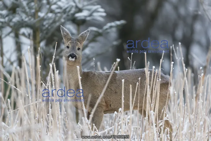 : iblprw12558390.jpg : iblprw12558390.jpg