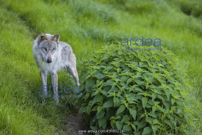 : iblprw12599138.jpg : iblprw12599138.jpg