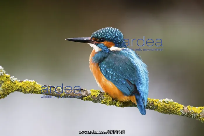 : ibludu12567831.jpg : ibludu12567831.jpg