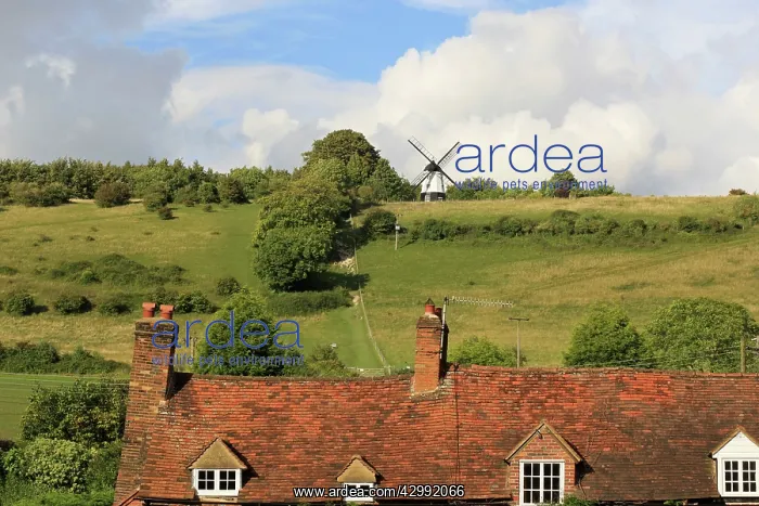 : Ibstone Windmill : Ibstone Windmill