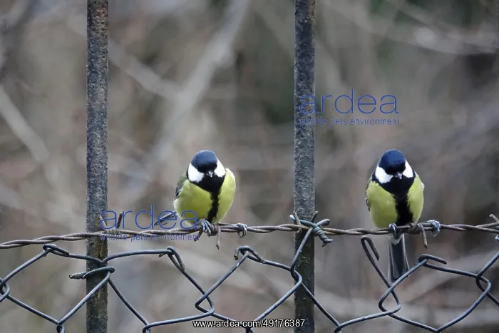 : ibxaja12146126.jpg : ibxaja12146126.jpg