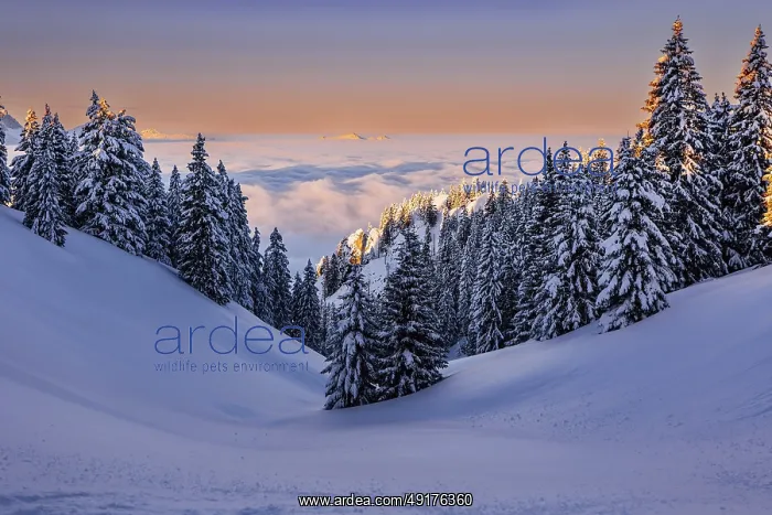 : ibxcfr11906353.jpg : ibxcfr11906353.jpg