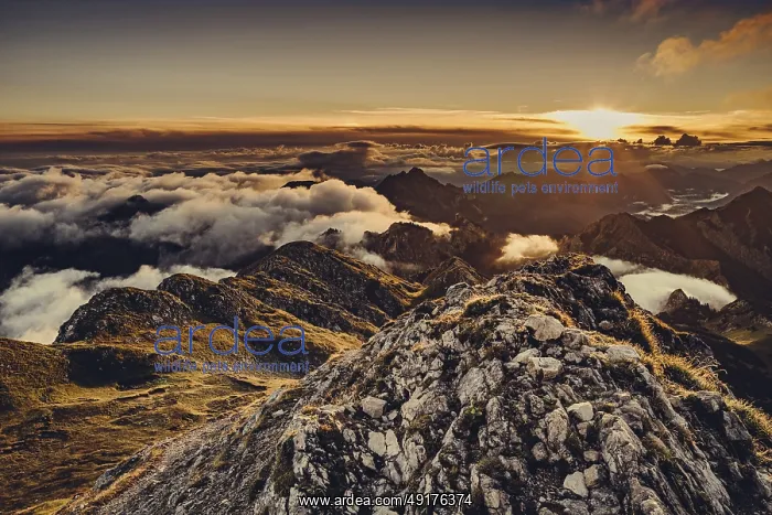 : ibxcfr11906506.jpg : ibxcfr11906506.jpg