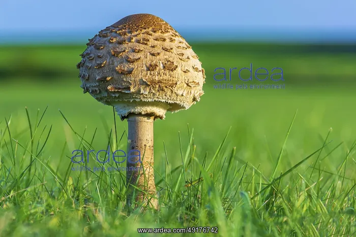 : ibxiqx11210068.jpg : ibxiqx11210068.jpg