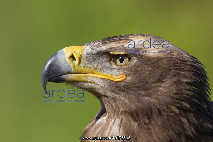 : ibxksa12398642.jpg : ibxksa12398642.jpg