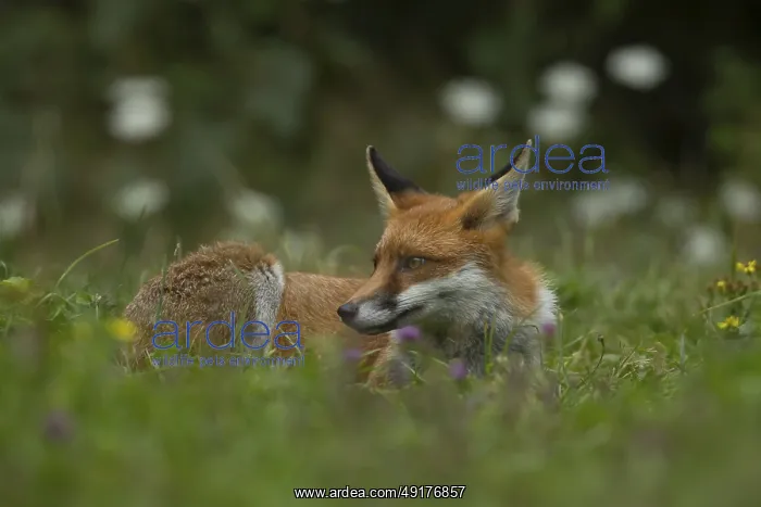 : ibxksa12762294.jpg : ibxksa12762294.jpg