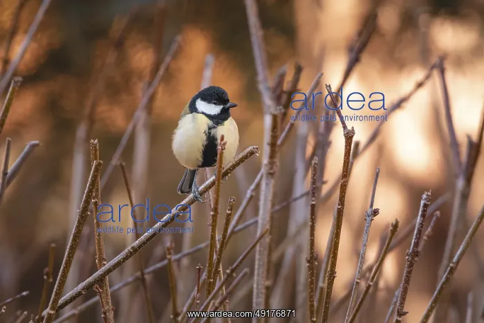 : ibxlse12066643.jpg : ibxlse12066643.jpg