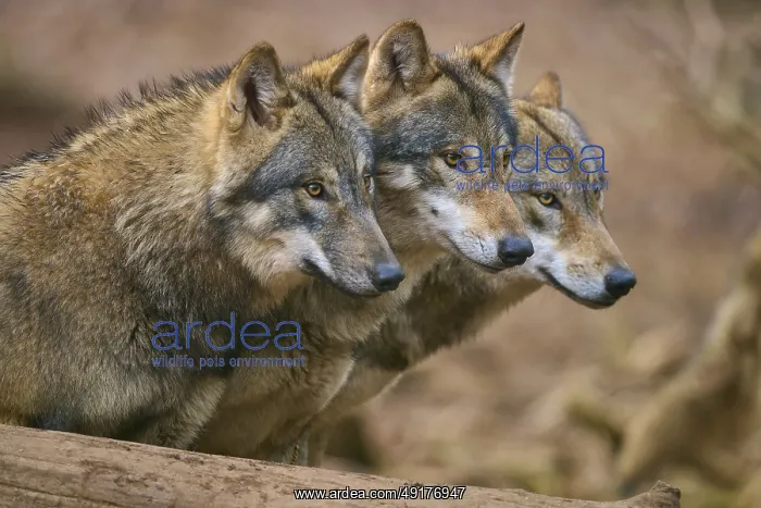 : ibxrde12646995.jpg : ibxrde12646995.jpg