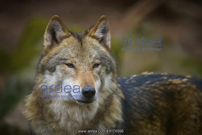 : ibxrde13177216.jpg : ibxrde13177216.jpg
