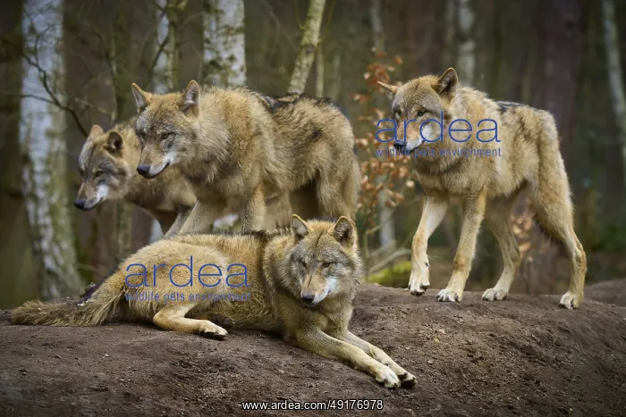 : ibxrde13177234.jpg : ibxrde13177234.jpg