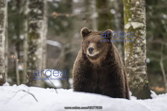 : ibxroh11599902.jpg : ibxroh11599902.jpg