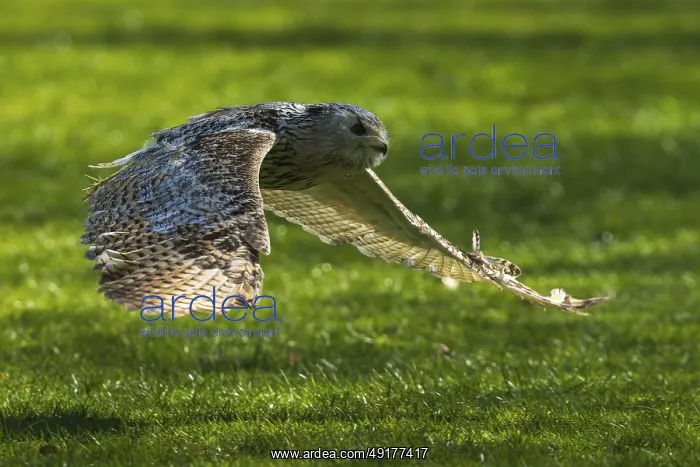 : ibxron13234771.jpg : ibxron13234771.jpg
