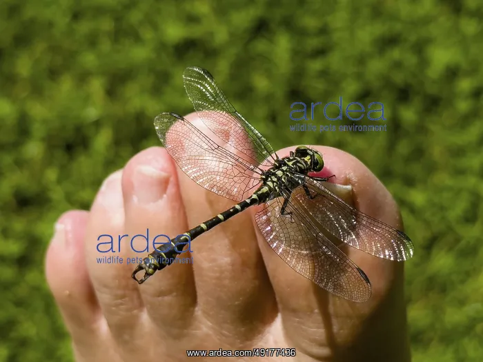 : ibxrrf12689775.jpg : ibxrrf12689775.jpg