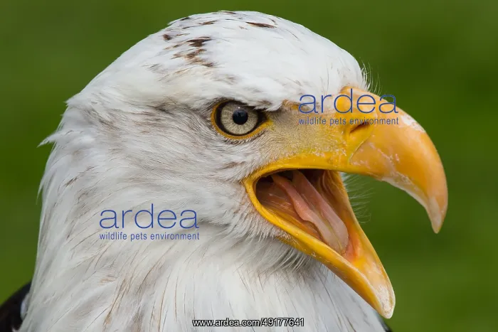 : ibxvda04657933.jpg : ibxvda04657933.jpg