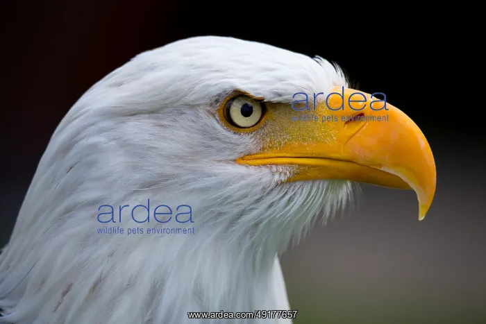 : ibxvda04657951.jpg : ibxvda04657951.jpg