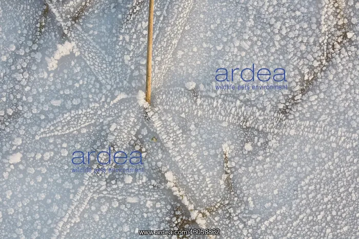 : Ice : Ice