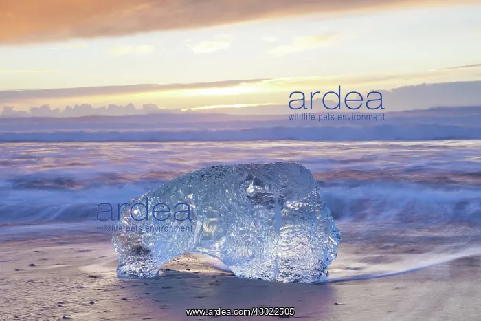  : Ice on the beach