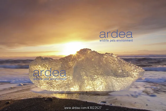  : Ice on the beach
