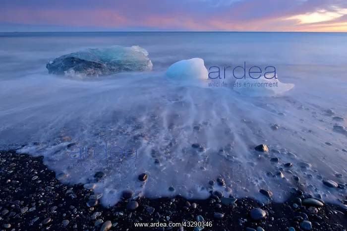 : Ice on the black volcanic beach during sunset i : Ice on the black volcanic beach during sunset i