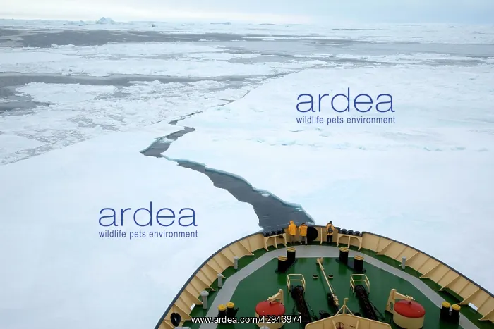 : Ice breaker Ship, pushing pack ice in Weddlell sea : Ice breaker Ship, pushing pack ice in Weddlell sea
