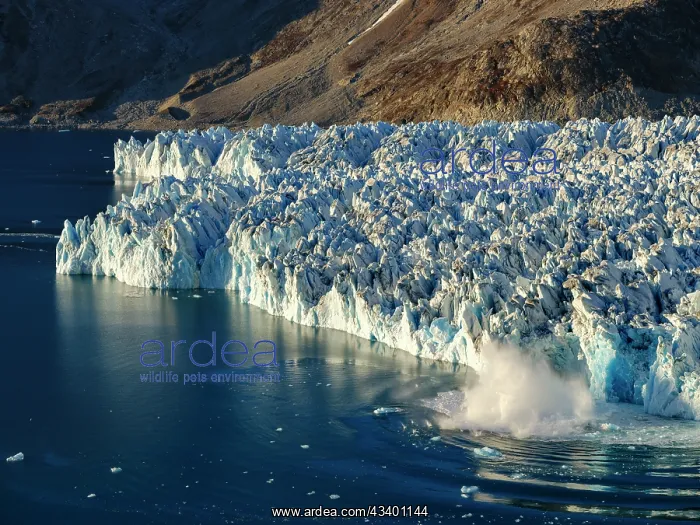 : Ice calving. Knud Rasmussen Glacier (also called : Ice calving. Knud Rasmussen Glacier (also called