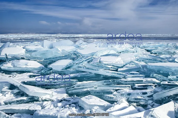 : Ice chaos, Lake Baikal, Olkhon Island, Pribaikal : Ice chaos, Lake Baikal, Olkhon Island, Pribaikal