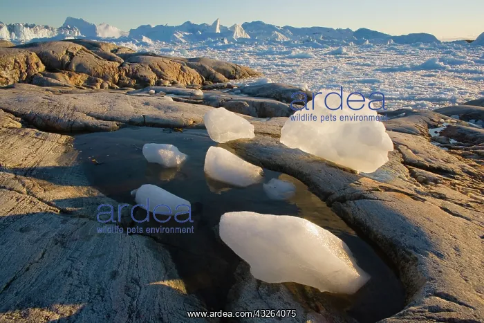 : Ice chunks and large icebergs at midnight : Ice chunks and large icebergs at midnight