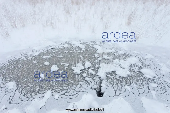 : Ice circles, snow, and grass, The Netherlands, Noord-Brabant : Ice circles, snow, and grass, The Netherlands, Noord-Brabant