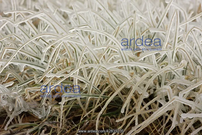: Ice covered grass : Ice covered grass
