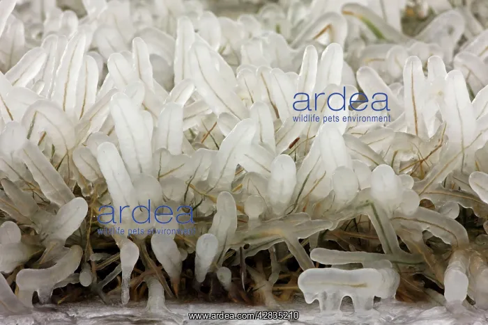 : Ice Covered Grass Near Seneca Lake in Upstate : Ice Covered Grass Near Seneca Lake in Upstate