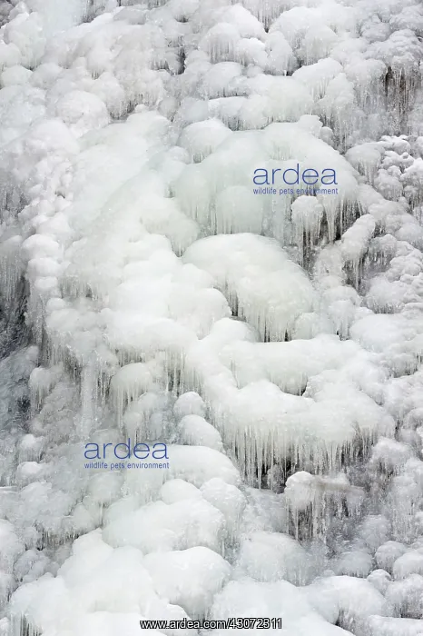 : Ice-covered rocks and branches at the side of a waterfall : Ice-covered rocks and branches at the side of a waterfall