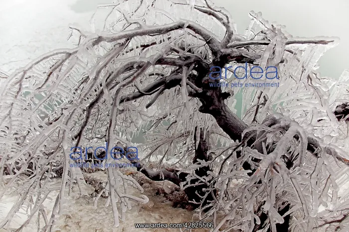 : Ice-covered Tree near Niagara Falls : Ice-covered Tree near Niagara Falls
