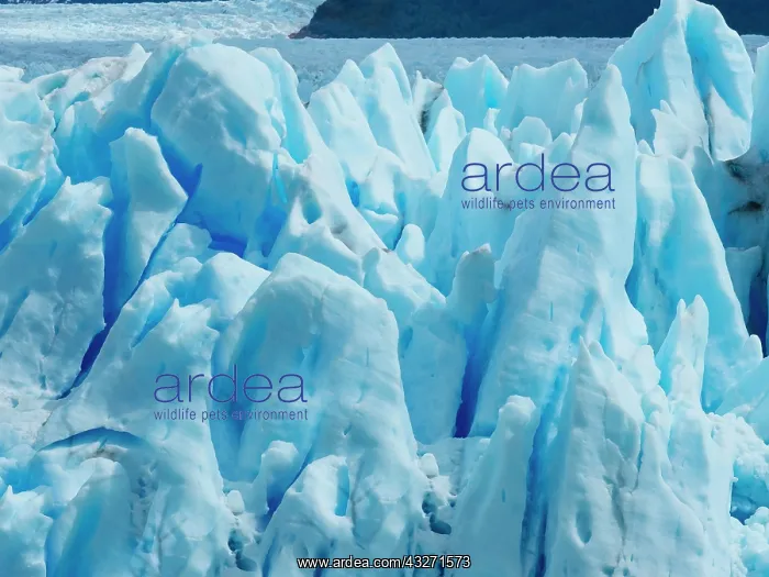 : Ice, detail, Perito Moreno glacier, region of El : Ice, detail, Perito Moreno glacier, region of El