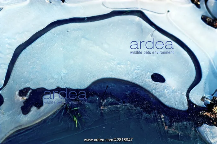: Ice Dolphin - A frozen waterlogged field creates : Ice Dolphin - A frozen waterlogged field creates